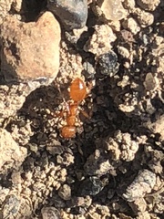 Manica