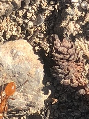 Manica