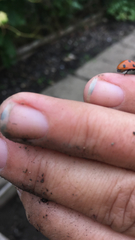 Coccinella septempunctata