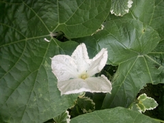 Trichosanthes scabra