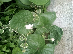 Trichosanthes scabra