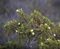 Chamaebatia australis