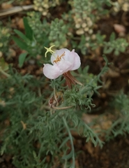 Oenothera coronopifolia