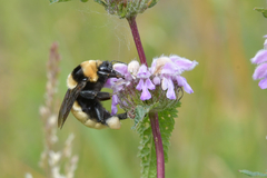 Bombus fragrans