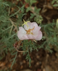 Oenothera coronopifolia