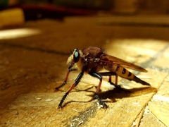 Promachus rufipes
