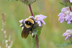 Bombus fragrans