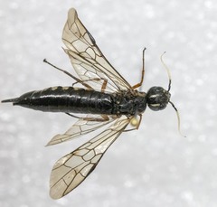 Xiphydriidae