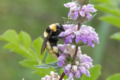 Bombus fragrans