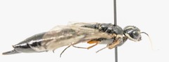 Xiphydriidae