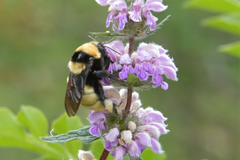 Bombus fragrans