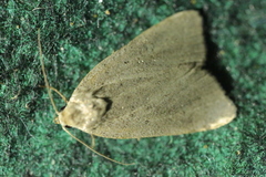 Athetis gluteosa