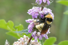 Bombus fragrans