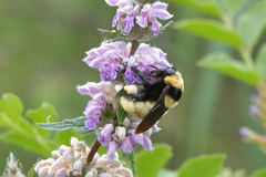 Bombus fragrans