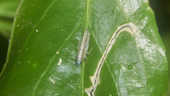 Scaphoideus albovittatus