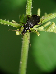 Limodromus assimilis