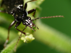 Limodromus assimilis