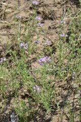 Thymus pallasianus