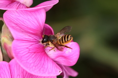 Megachile ericetorum