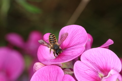 Megachile ericetorum