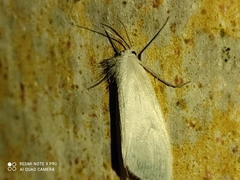 Schoenobiinae