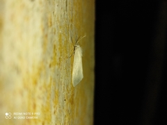 Schoenobiinae