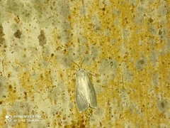 Schoenobiinae