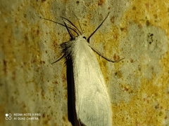 Schoenobiinae