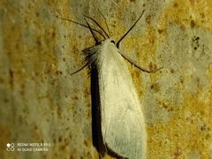 Schoenobiinae