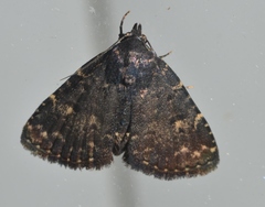 Metalectra tantillus