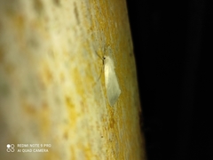 Schoenobiinae