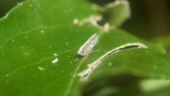 Scaphoideus albovittatus