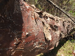 Pseudobombax palmeri