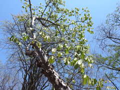 Pseudobombax palmeri