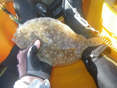 Pseudorhombus arsius