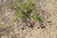 Thymus pallasianus