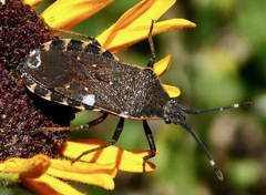Catorhintha apicalis