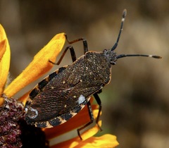 Catorhintha apicalis