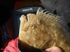 Pseudorhombus arsius