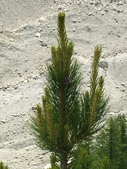 Pinus cembra