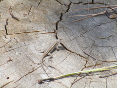 Sceloporus virgatus