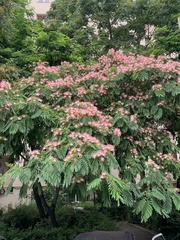 Albizia julibrissin