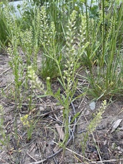 Lepidium ramosissimum