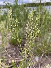 Lepidium ramosissimum