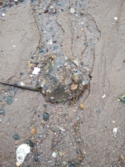 Limulus polyphemus