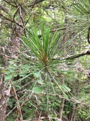 Pinus cembra