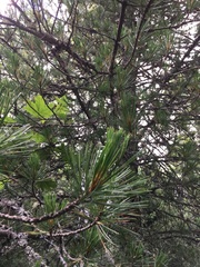 Pinus cembra