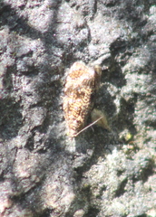 Olethreutes astrologana