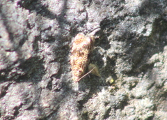 Olethreutes astrologana