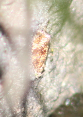 Olethreutes astrologana